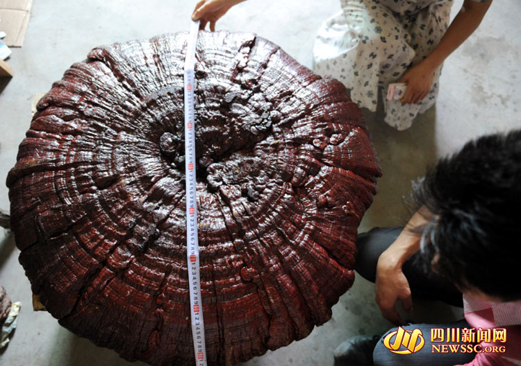 Un Ganoderma Lucidum géant appara?t dans le Sichuan