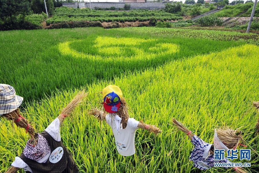 Les rizières en bandes dessinées de Hangzhou