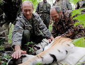 Un tigre libéré par Poutine se balade en Chine