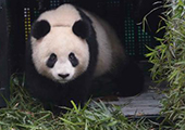 Un quatrième panda géant relaché dans la nature 