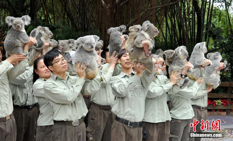 Koalas : cinq générations sous le même toit à Guangzhou