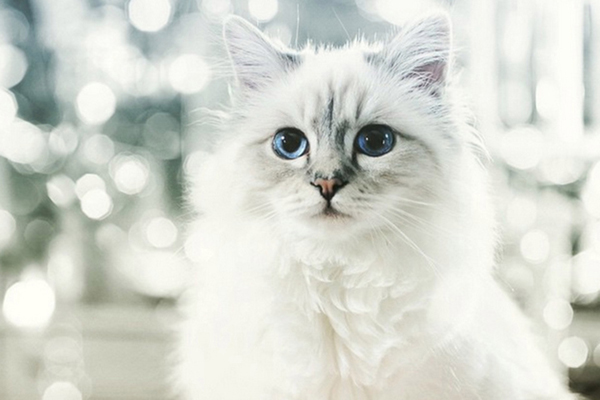 Choupette, la chatte de Karl Lagerfeld, est devenue millionnaire