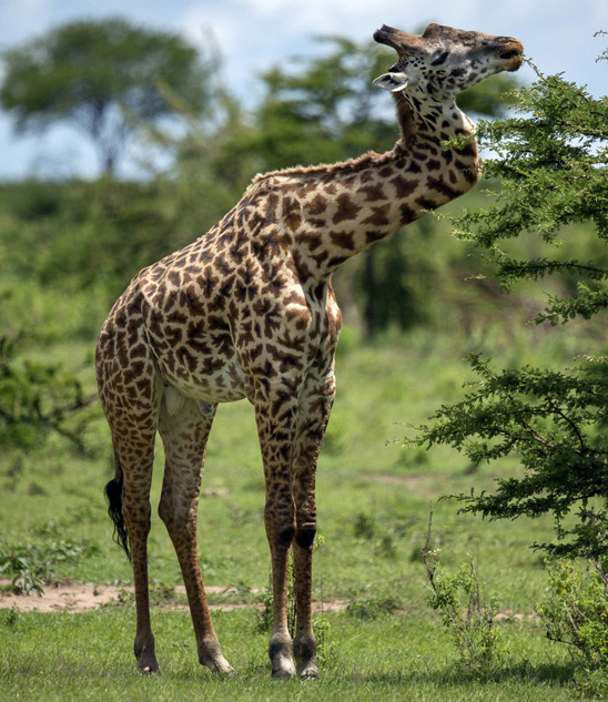 Une girafe survit depuis cinq ans avec un cou en zigzag