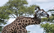 Une girafe survit depuis cinq ans avec un cou en zigzag