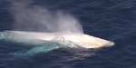 Une rarissime baleine blanche aper?ue au large de l'Australie