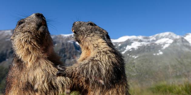 Autriche : deux mannequins marmottes au pied du Grossglockner