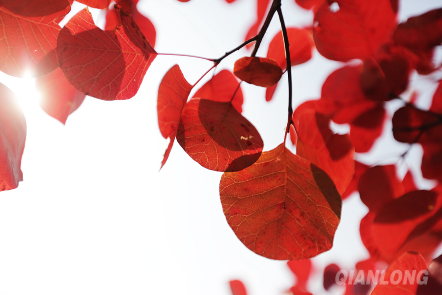 Les feuilles rouges embellissent l'ouest de Beijing