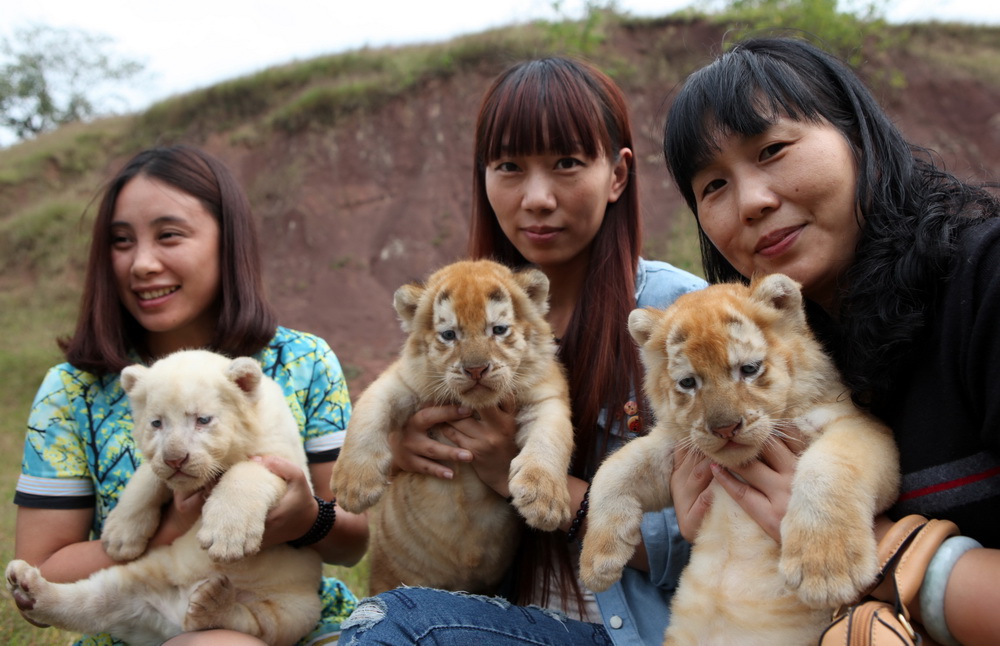 Des triplés tigres à cajoler