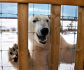 Défense d’entrer : un ours polaire en colère