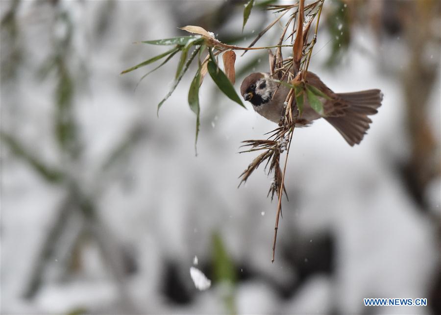 Paysages magnifiques de neige de Beijing