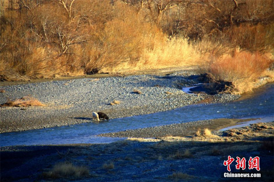 Xinjiang : les paysages flamboyants de la vallée de Honghe