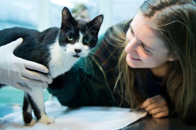 Une famille allemande retrouve son chat perdu depuis 7 ans le jour de No?l