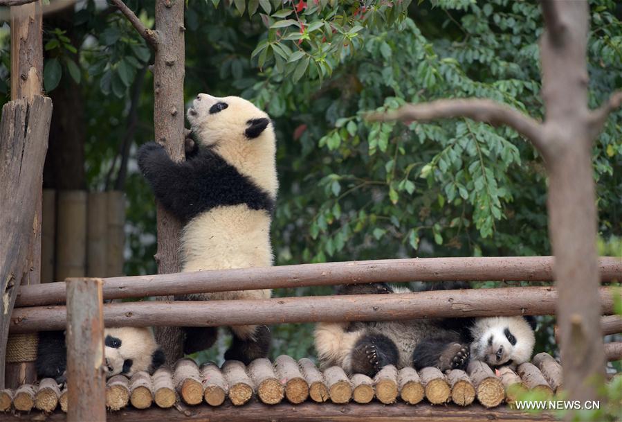 422 pandas géants vivent en captivité en Chine