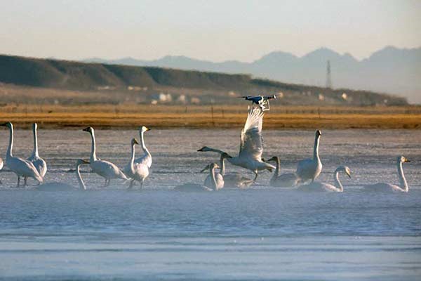 Drone et faune sauvage font-ils bon ménage ?