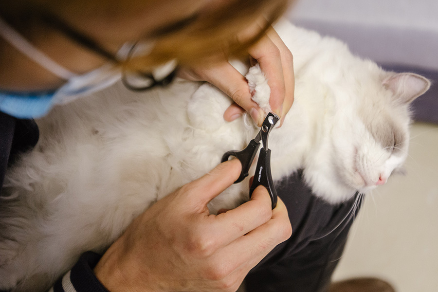 Une passionnée de chats dans le Guandong