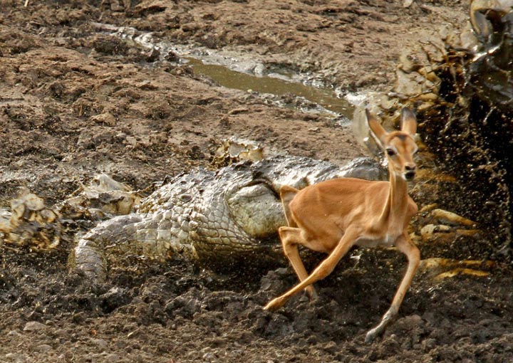 Sécheresse : les impalas sous la menace des crocodiles