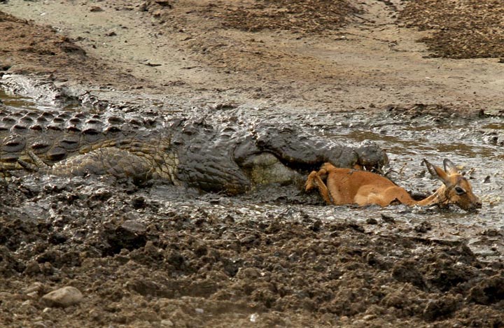 Sécheresse : les impalas sous la menace des crocodiles