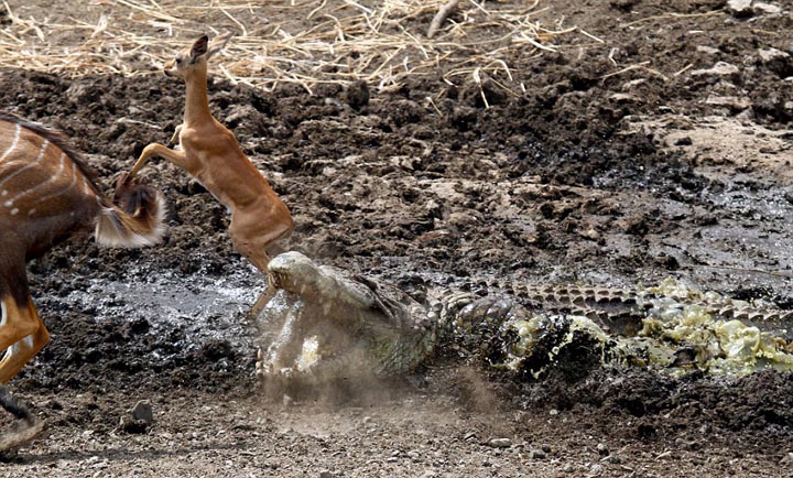 Sécheresse : les impalas sous la menace des crocodiles