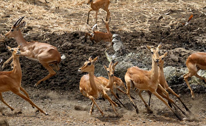 Sécheresse : les impalas sous la menace des crocodiles