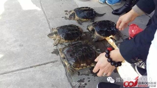 Des tortues serpentines relachées : une sagesse mal placée 