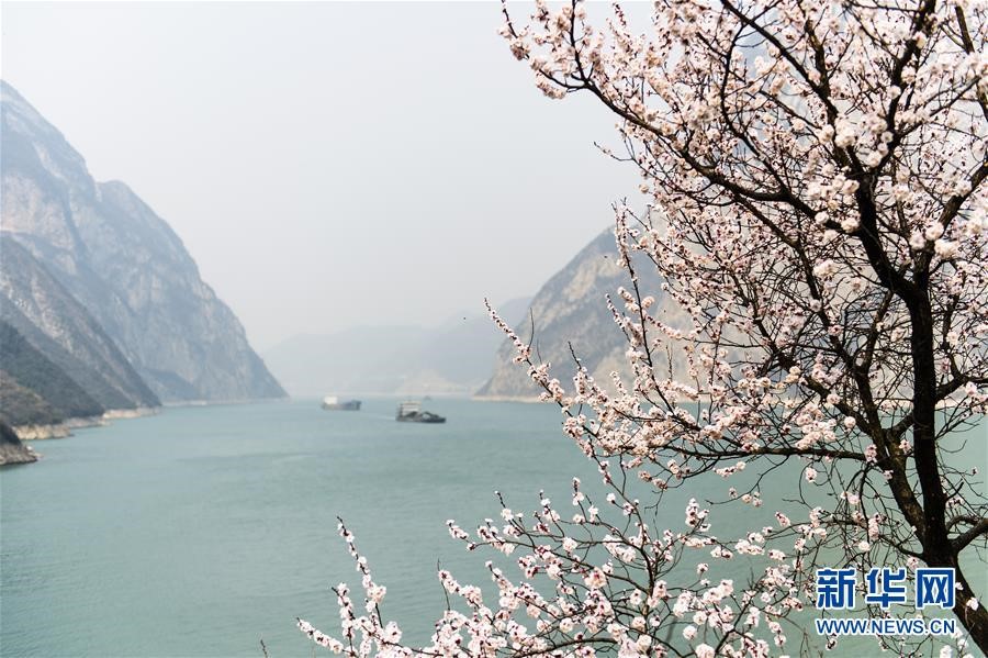 Les fleurs de printemps décorent les Trois Gorges de leurs couleurs