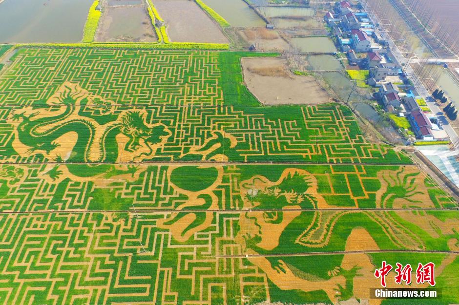 Une robe impériale dans un champs de fleurs de colza