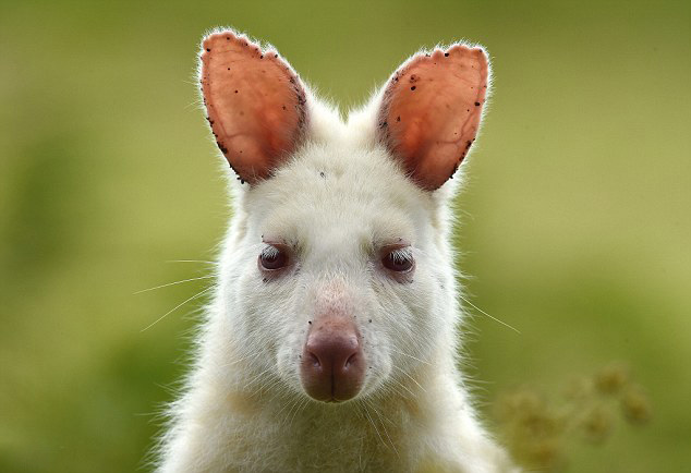 Augmentation des kangourous albinos en Australie  