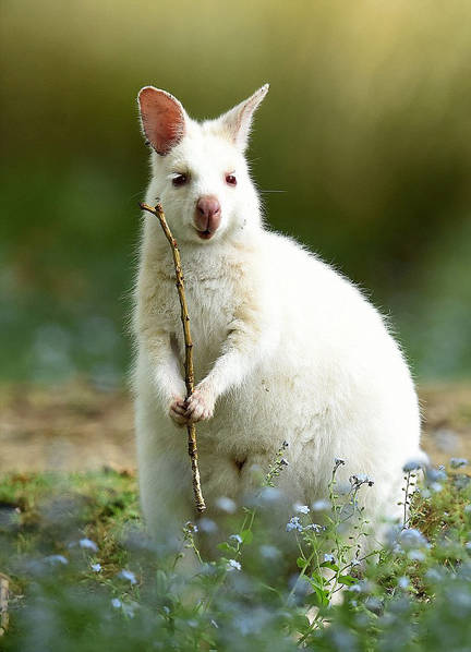 Augmentation des kangourous albinos en Australie  