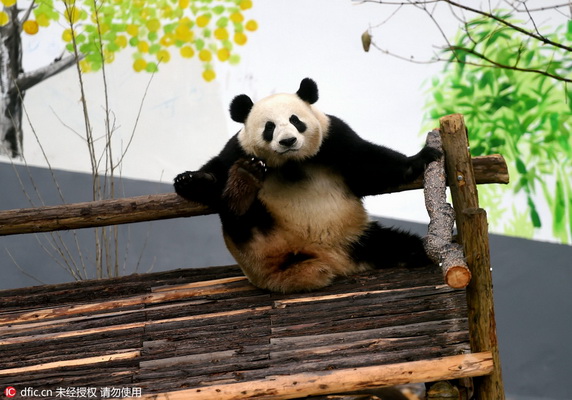 Luoyang : nouvelle vie et pratique du Kung-fu, pour nos deux amis pandas 