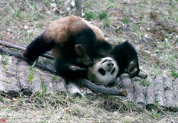 Luoyang : nouvelle vie et pratique du Kung-fu, pour nos deux amis pandas 