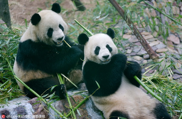 Luoyang : nouvelle vie et pratique du Kung-fu, pour nos deux amis pandas 