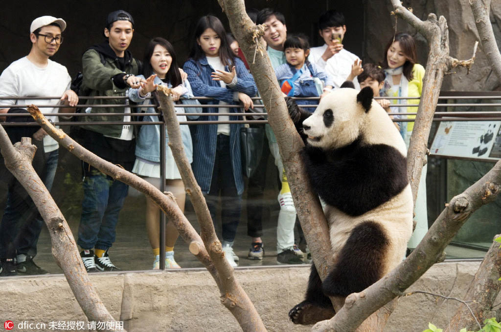 Les pandas offerts par la Chine à la Corée du Sud bient?t présentés au public