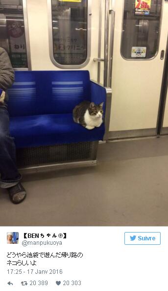 Tokyo : un chat prend seul le train tous les jours