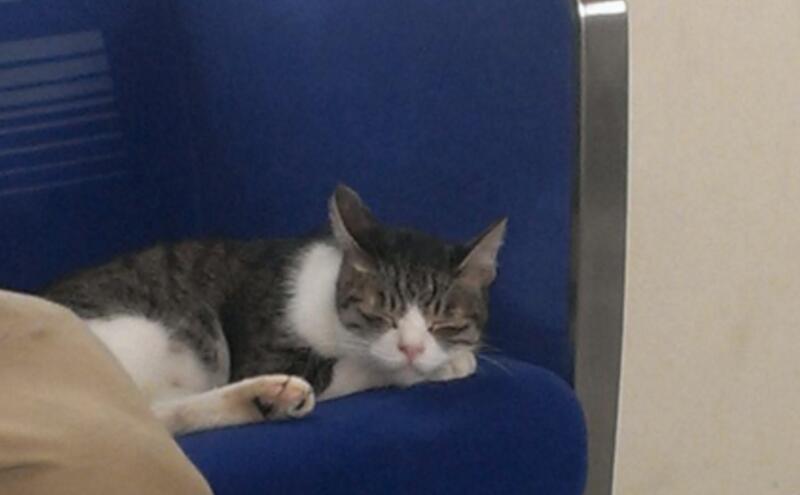 Tokyo : un chat prend seul le train tous les jours