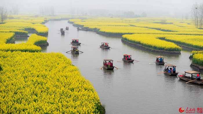 Festival des fleurs de colza à Jiangsu