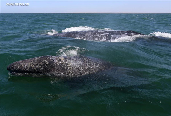 Afflux de touristes vers le Nord-ouest du Mexique pour observer les baleines grises