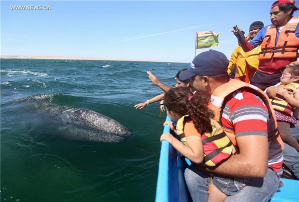 Afflux de touristes vers le Nord-ouest du Mexique pour observer les baleines grises