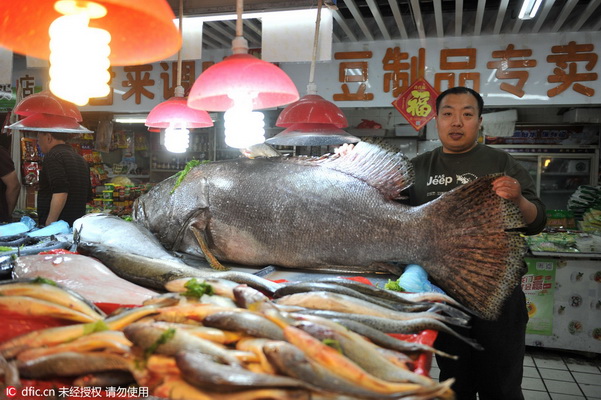 Un mérou géant de plus de 150 kilos