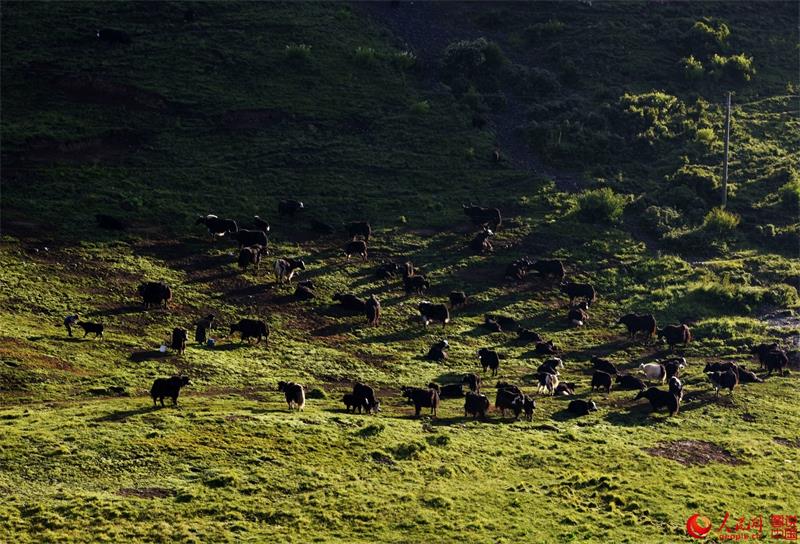 Paysages estivaux du comté d'Aba