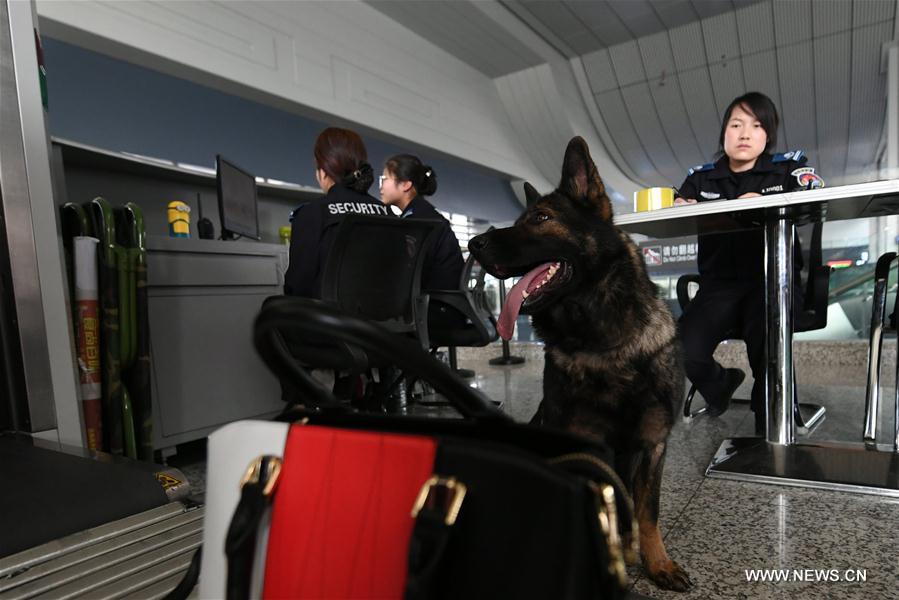 Chine : des chiens policiers aident à assurer la sécurité dans les gares