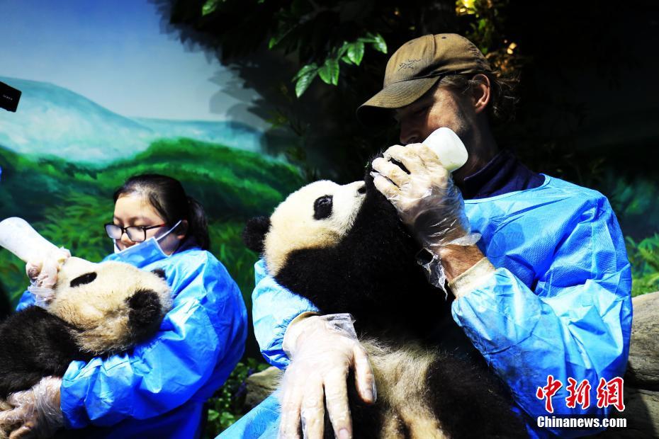 Sichuan : Lee Pace, nouvel ambassadeur des pandas