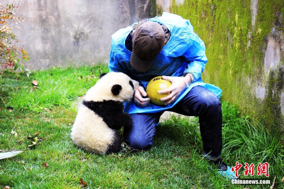 Sichuan : Lee Pace, nouvel ambassadeur des pandas