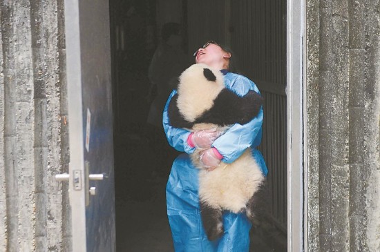 Des nounous pandas et leurs 'bébés'