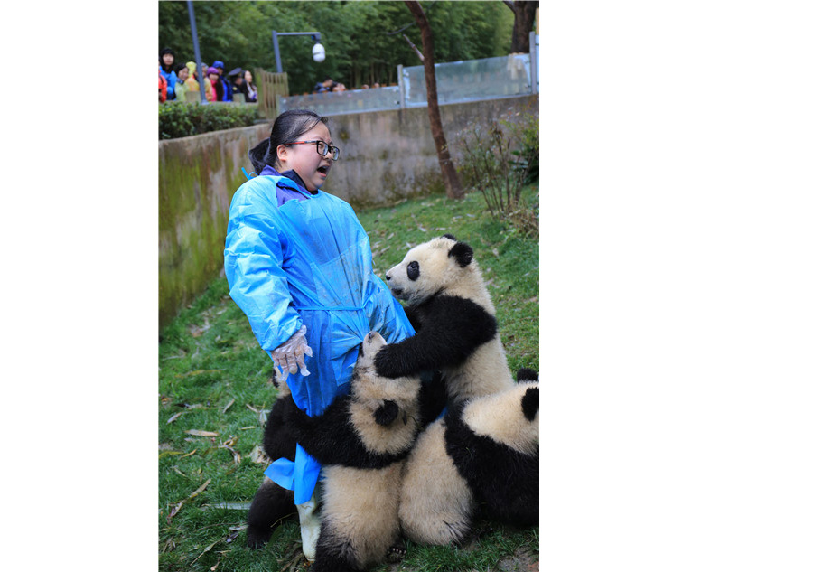 Le bébé panda le plus ‘affectueux’ du monde