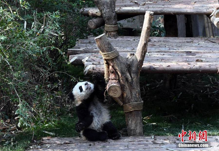 Le bébé panda le plus ‘affectueux’ du monde