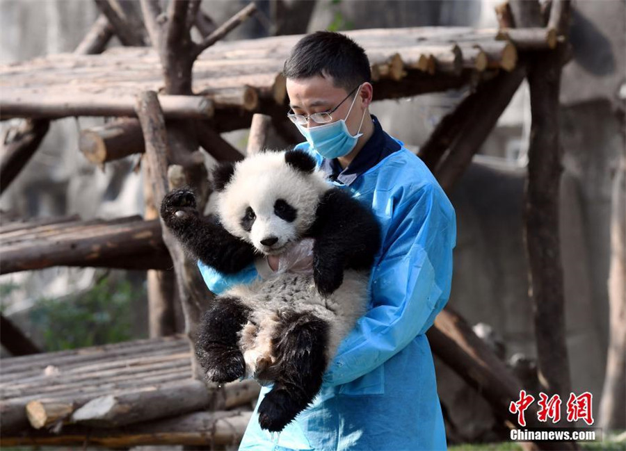 Le bébé panda le plus ‘affectueux’ du monde