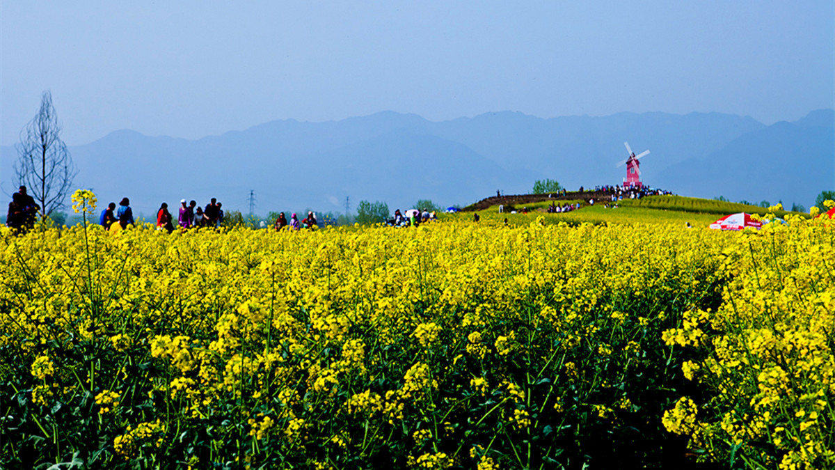 La plus belle mer de fleurs de colza dans le Shaanxi