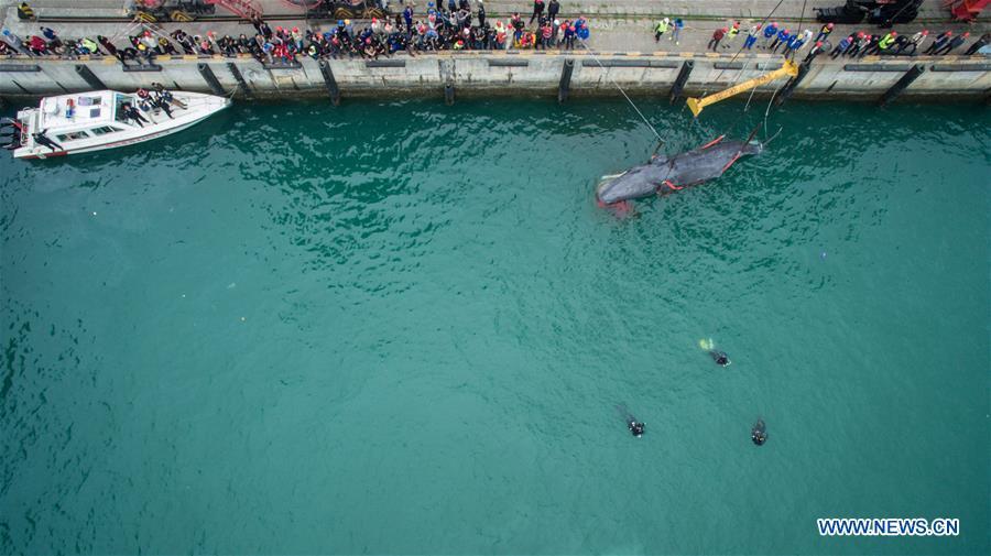 3 jours de lutte n'auront pas réussi à sauver une baleine échouée dans le Sud de la Chine