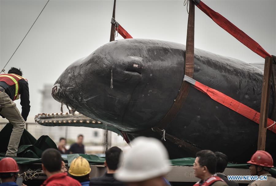 3 jours de lutte n'auront pas réussi à sauver une baleine échouée dans le Sud de la Chine