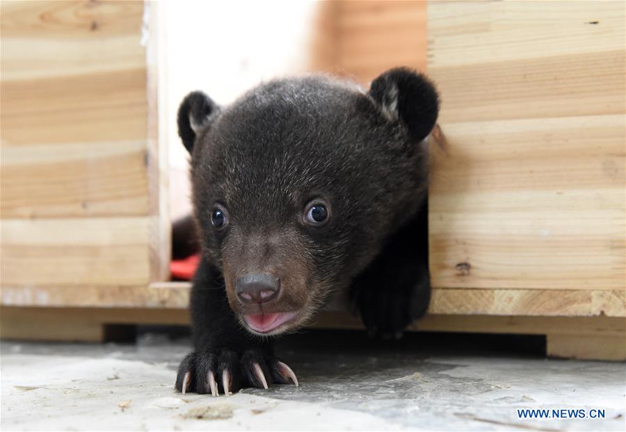 Deux oursons jumeaux, stars du zoo de Hefei